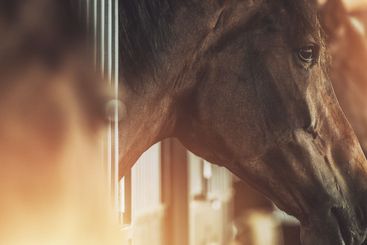 Horses in a Stable During Golden Hour With Soft Sunlight