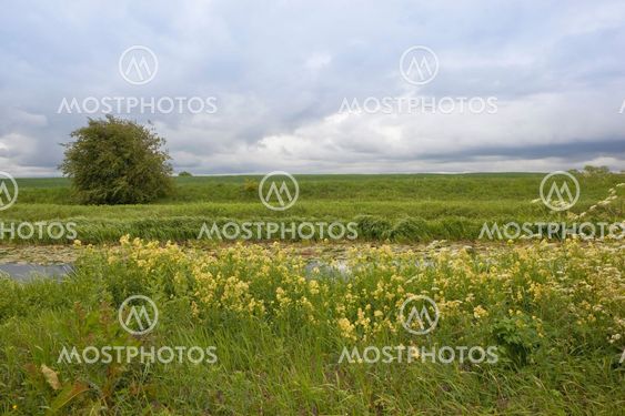 Meadow rue enligt Stormig Himmel