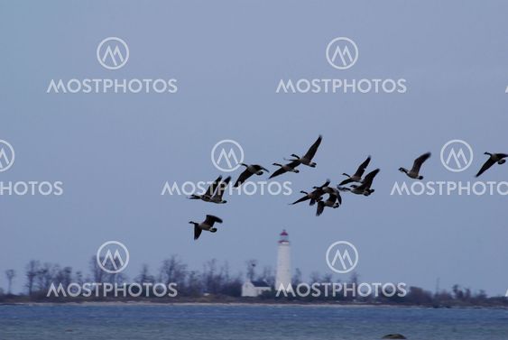Geese in Flight over Lighthouse