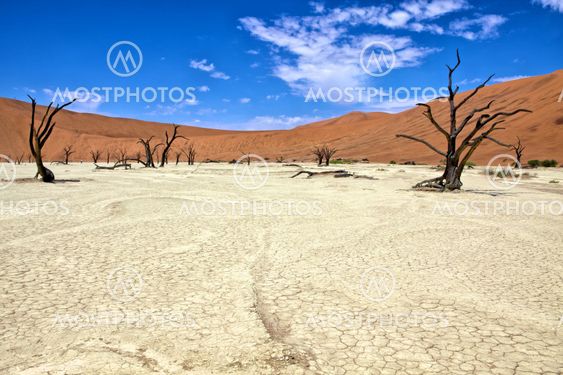 dead trees in deadvlei namib naukluft park namibia africa
