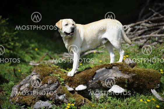 labrador on a trunk