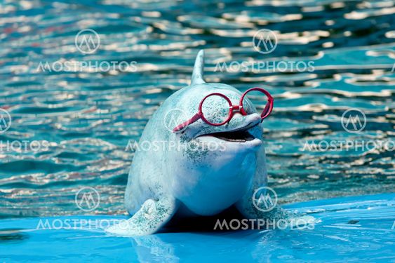 Dolphin show in the park