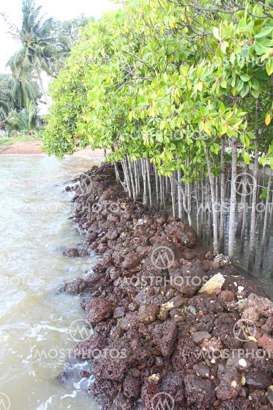Mangrove metsien