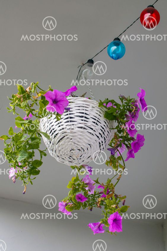 Petunia hybrida hort. ex Vilm, hanging flower in a white...