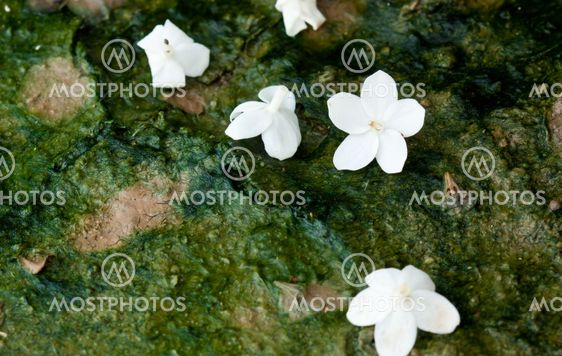 White flowers drop on The ground is wet