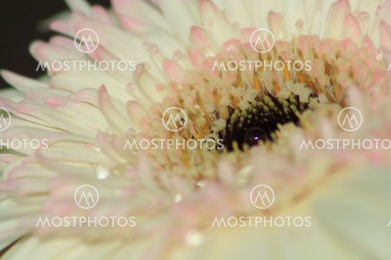 Flower and a droplet