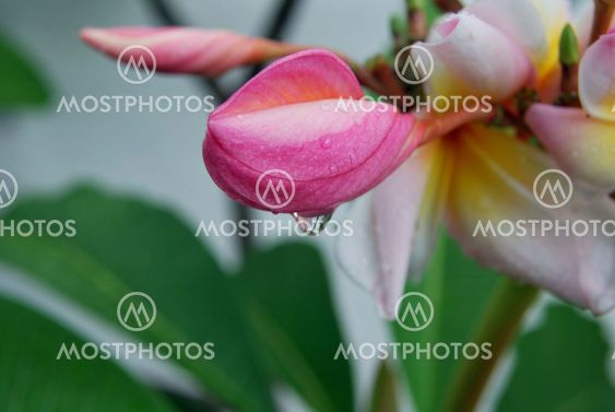wet plumeria flowers