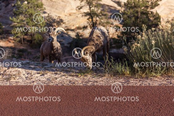 Bighorn Sheep in Zion