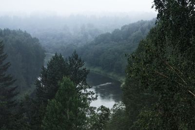 Atmospheric Foggy Forest Landscape With The River