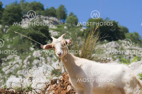 Goat in Picos de Europa, Asturias, Spain