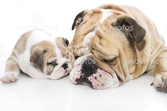 English bulldog puppy and adult bulldog isolated