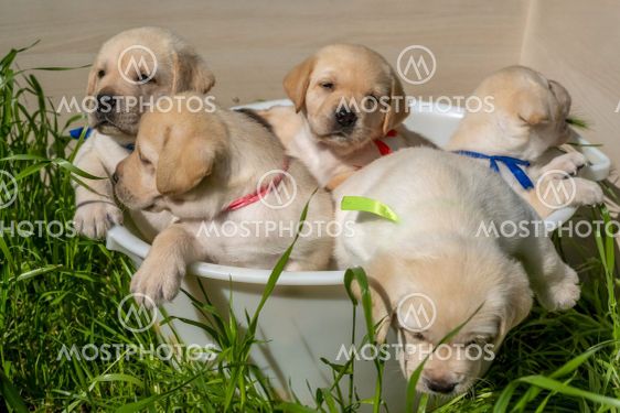 Basket with labrador puppies