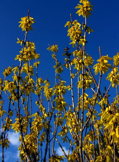 Solskensgula forsythia.