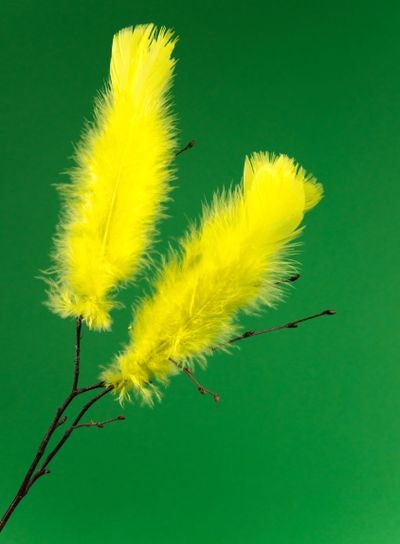 Easter feathers at green background