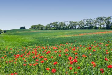 Wheat field, blue sky and landscape with poppy flowers...