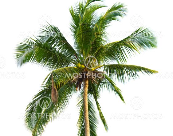 Coconut Palm