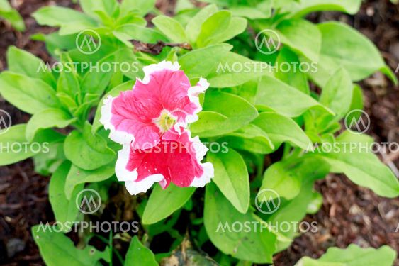 Petunia