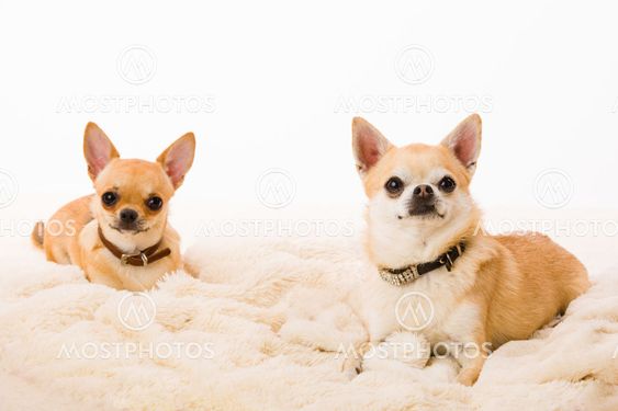 Two chihuahuas