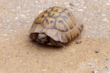 ortoise close-up crawling on the carriageway