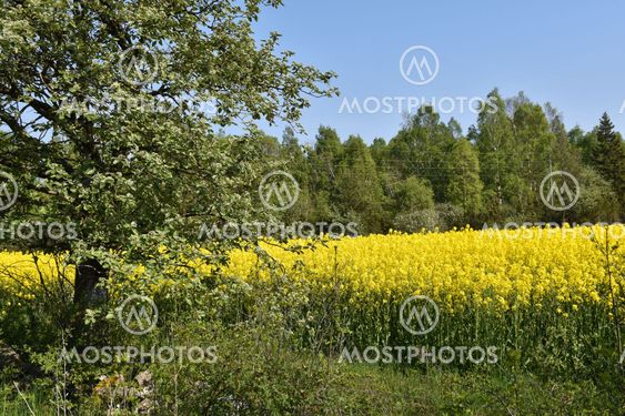 Blommande rapsfält i ett grönt landskap