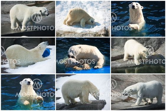Polar bears