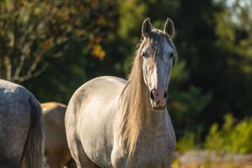 blooming pink wildflowers against a deep blue sky.
