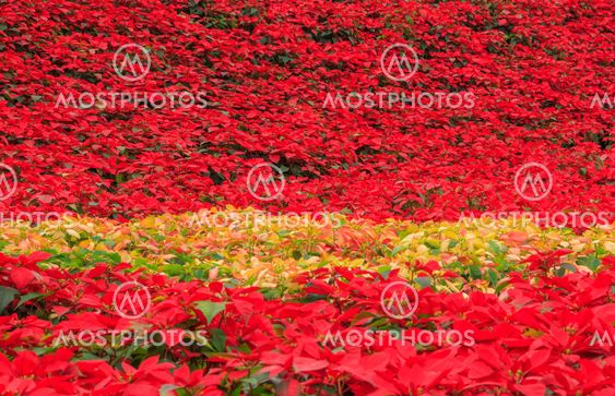red poinsettia garden