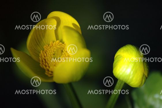 Caltha palustris