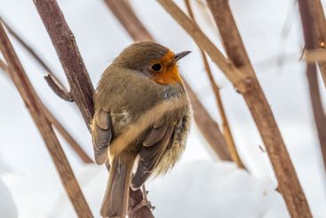 Cute bird the European Robin, Erithacus rubecula....