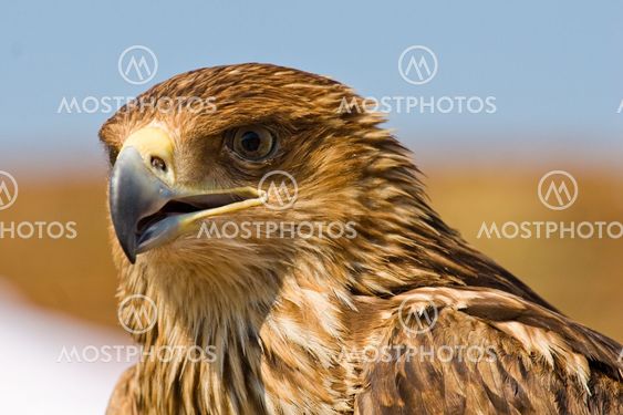 Hawk