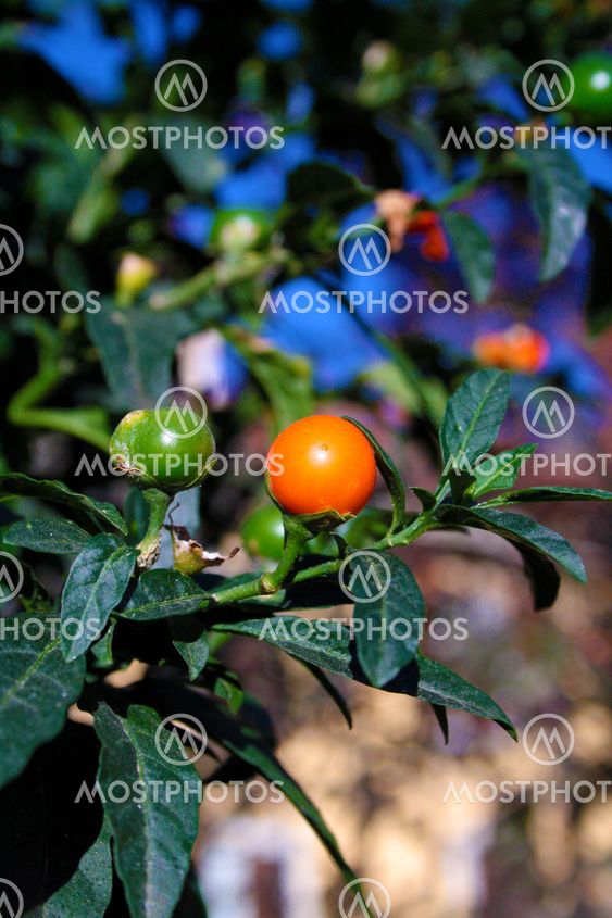 A photo of a fruit on the tree