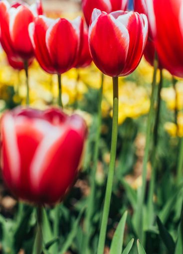 Red tulips with beautiful bouquet background.