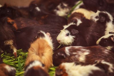 closeup, selective focus on white, red brown guinea pigs...
