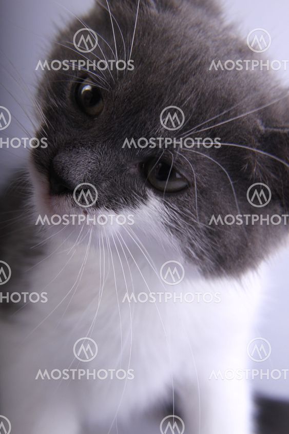 White and gray
