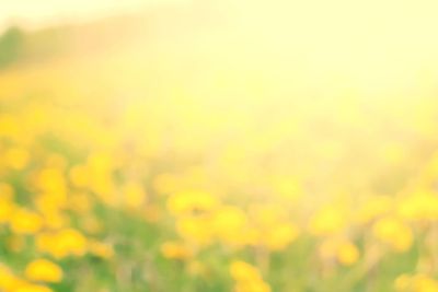 Yellow Blossoming Dandelions Light Summer Natural