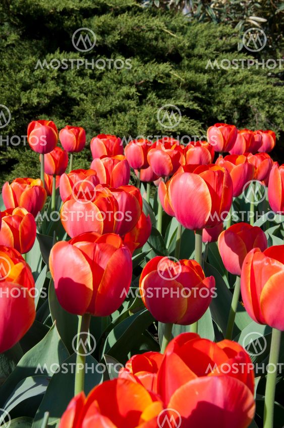 tulip in flower field