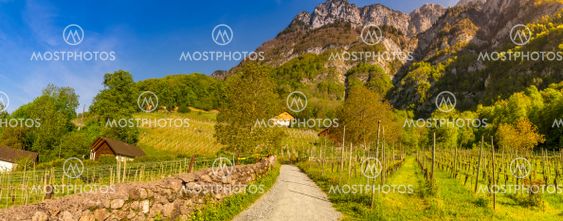 Country road through vineyards to the mountains