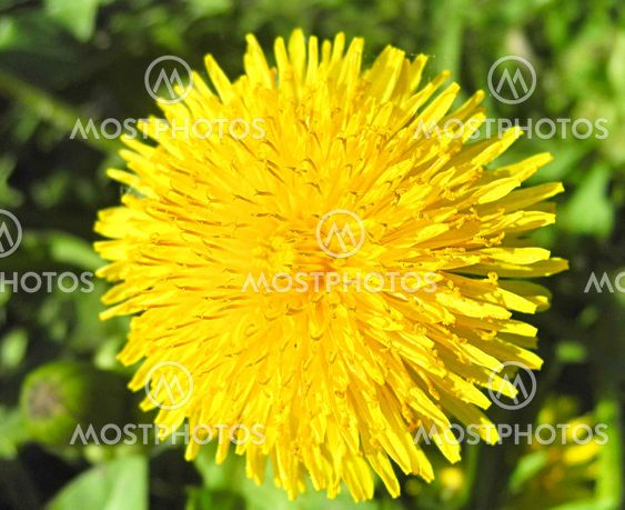 The yellow dandelion