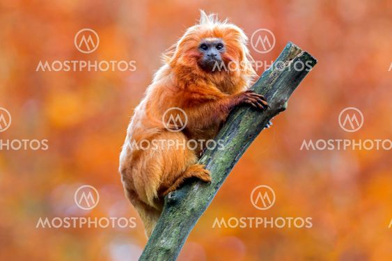 Golden Lion Tamarin