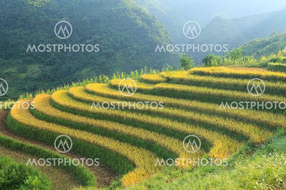 Rice terraces in the mountains