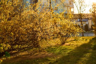 Yellow forsythia flowers in full bloom in spring. Dense...