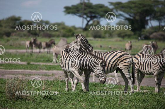 Zebra Botswana Africa savannah wild animal picture