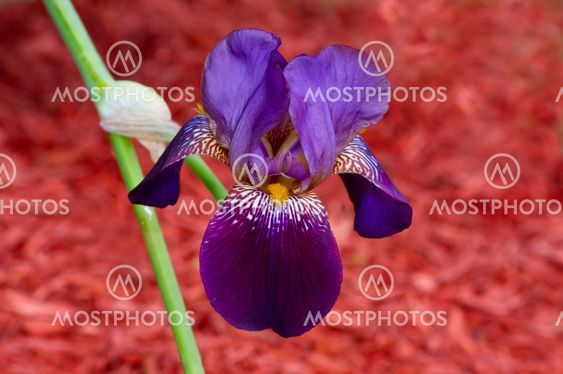 Bearded Iris