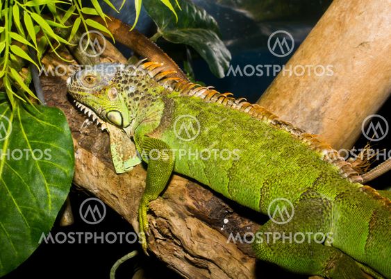 Common green iguana