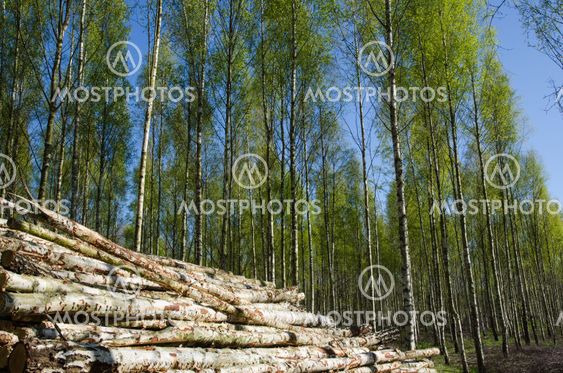 Wood pile at springtime