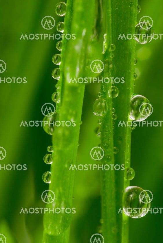 Fresh grass with dew drops