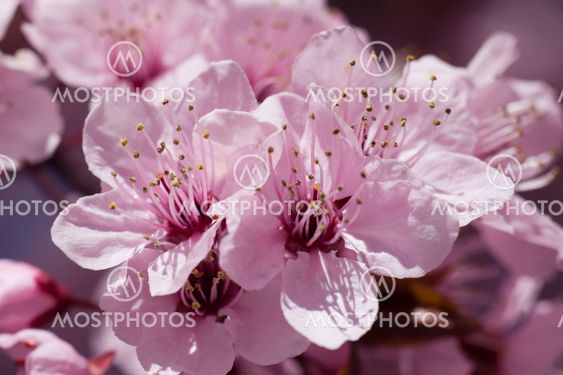 Peach tree, Clavijo, La Rioja, Spain