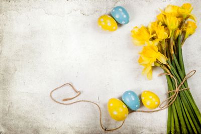 Easter background with painted eggs and blooming daffodils