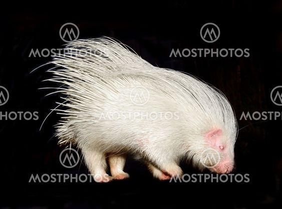 albino porcupine isolated