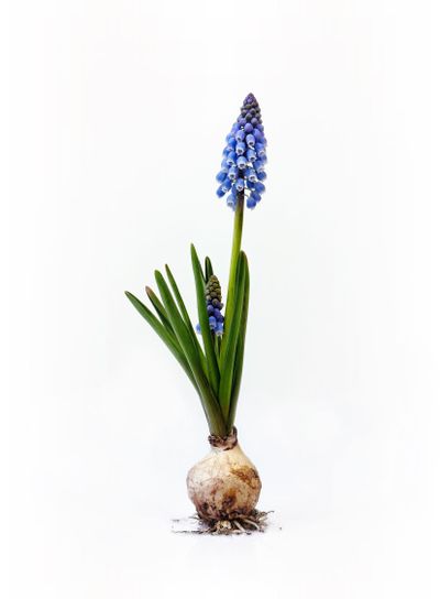 Grape hyacinth